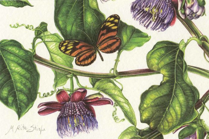 Cartoline - Passiflora alata