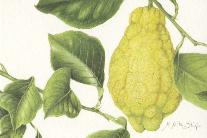 Cartoline - Citrus limon Cajetanus